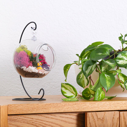 5" Kid Friendly Succulent Terrarium Kit | Acrylic Globe - Tampa soil911.com