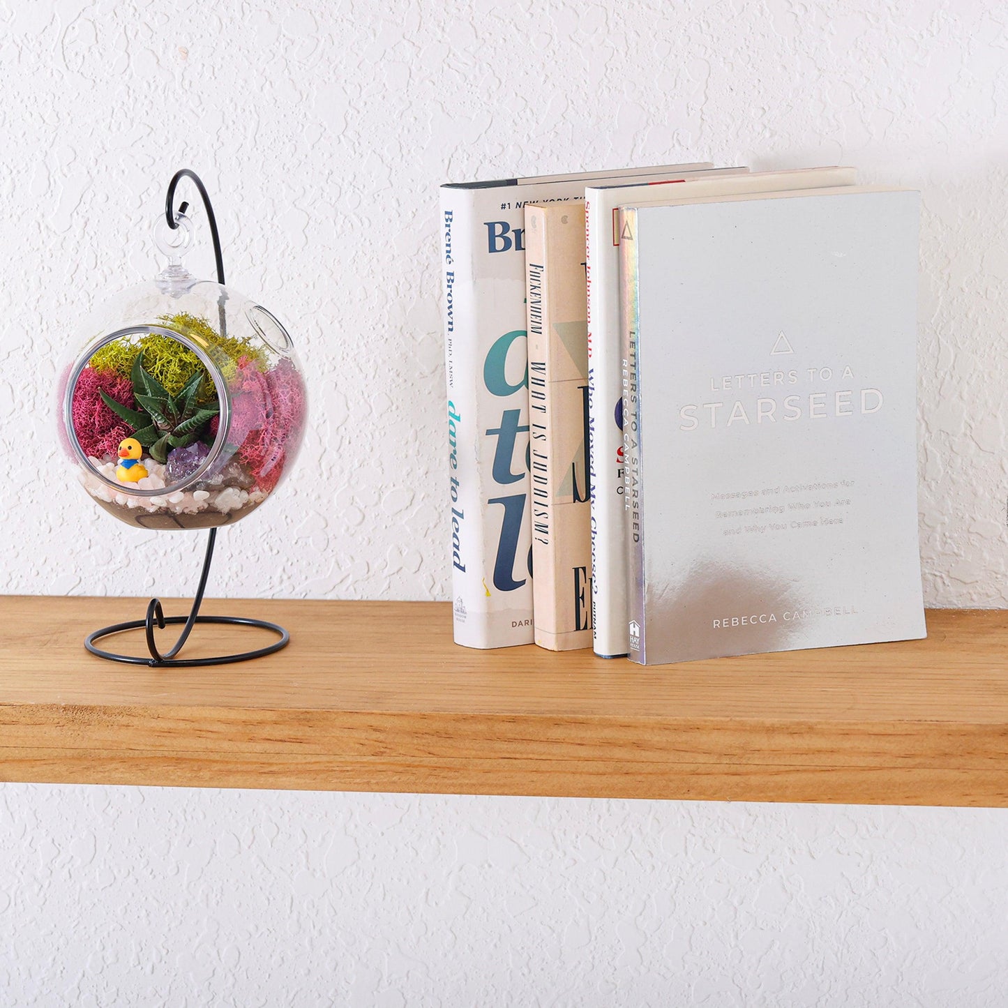 5" Kid Friendly Succulent Terrarium Kit | Acrylic Globe - Tampa soil911.com