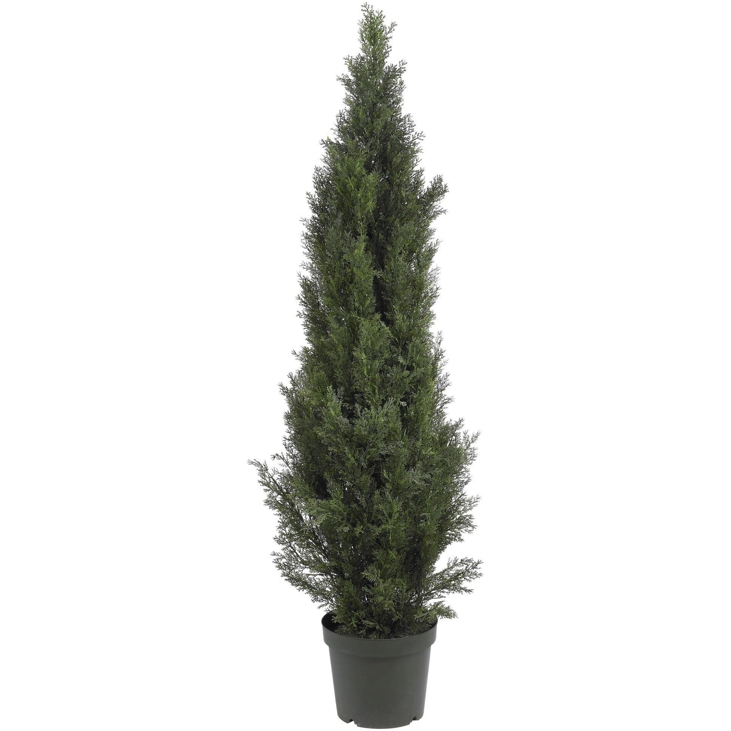 5' Mini Cedar Pine Tree (Indoor/Outdoor) - Tampa Home & Garden Store