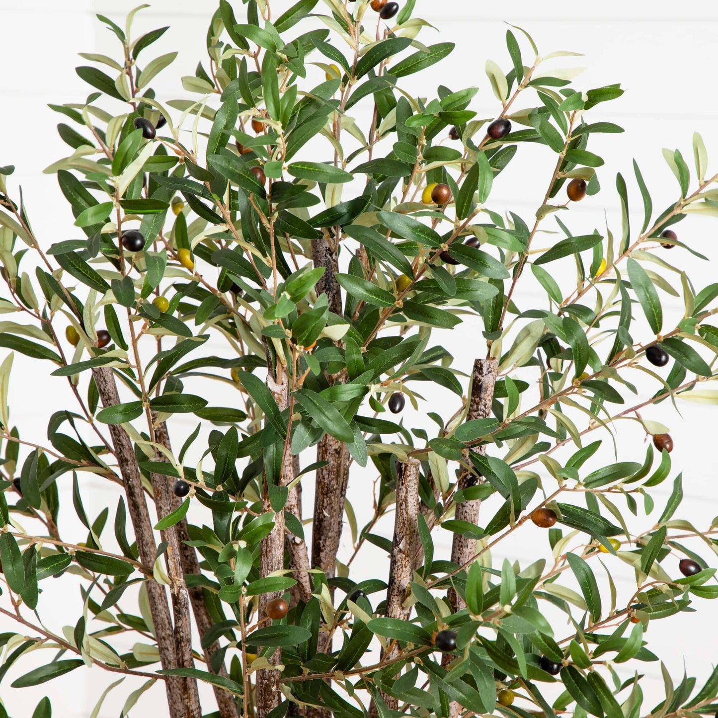 5' Olive Silk Tree - Tampa Home & Garden Store
