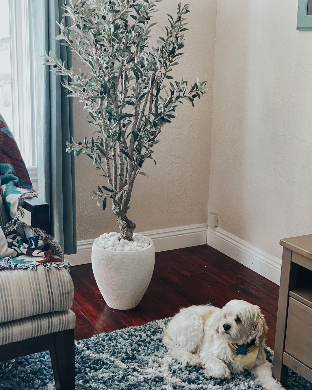 5' Olive Silk Tree - Tampa Home & Garden Store