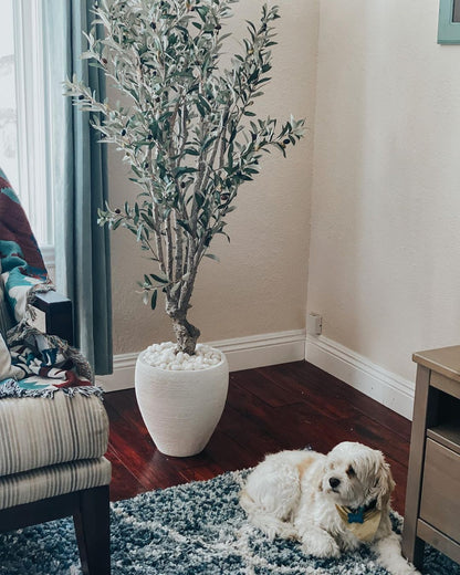 5' Olive Silk Tree - Tampa Home & Garden Store