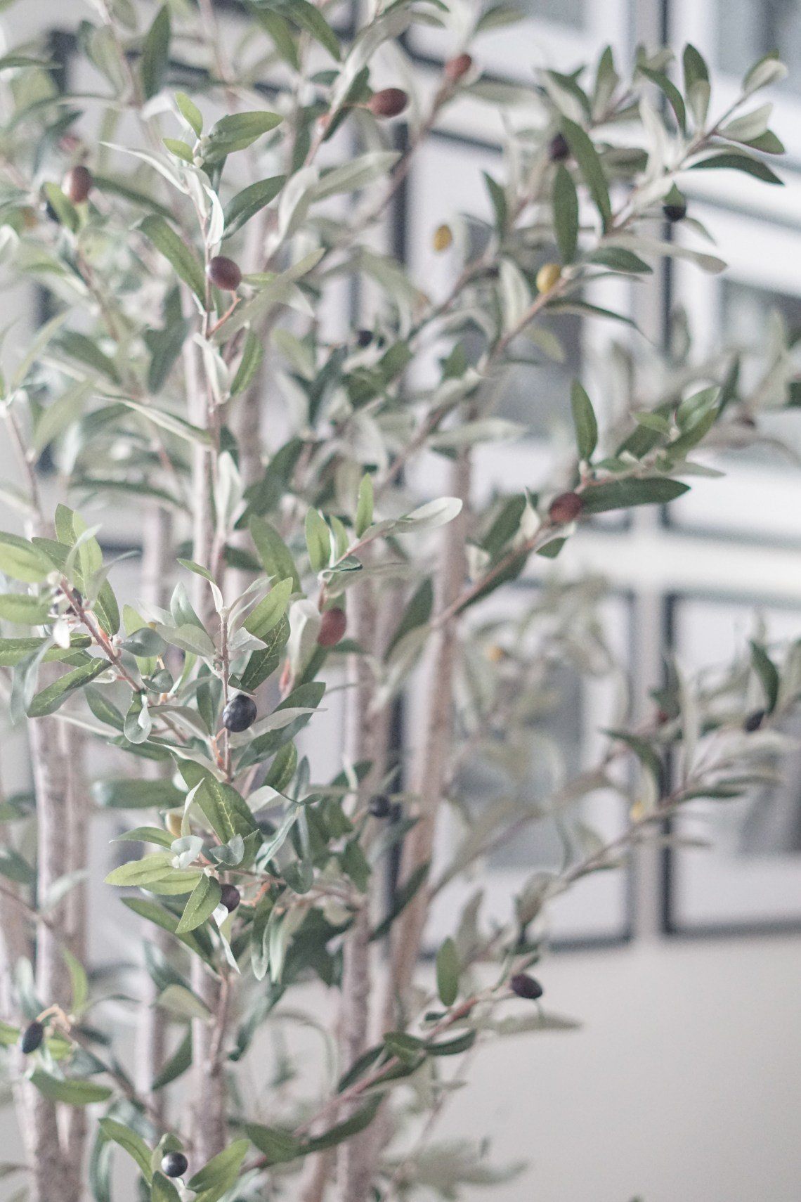 5' Olive Silk Tree - Tampa Home & Garden Store