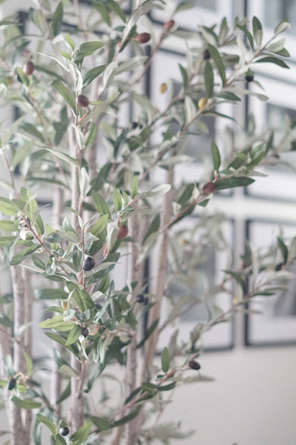 5' Olive Silk Tree - Tampa Home & Garden Store