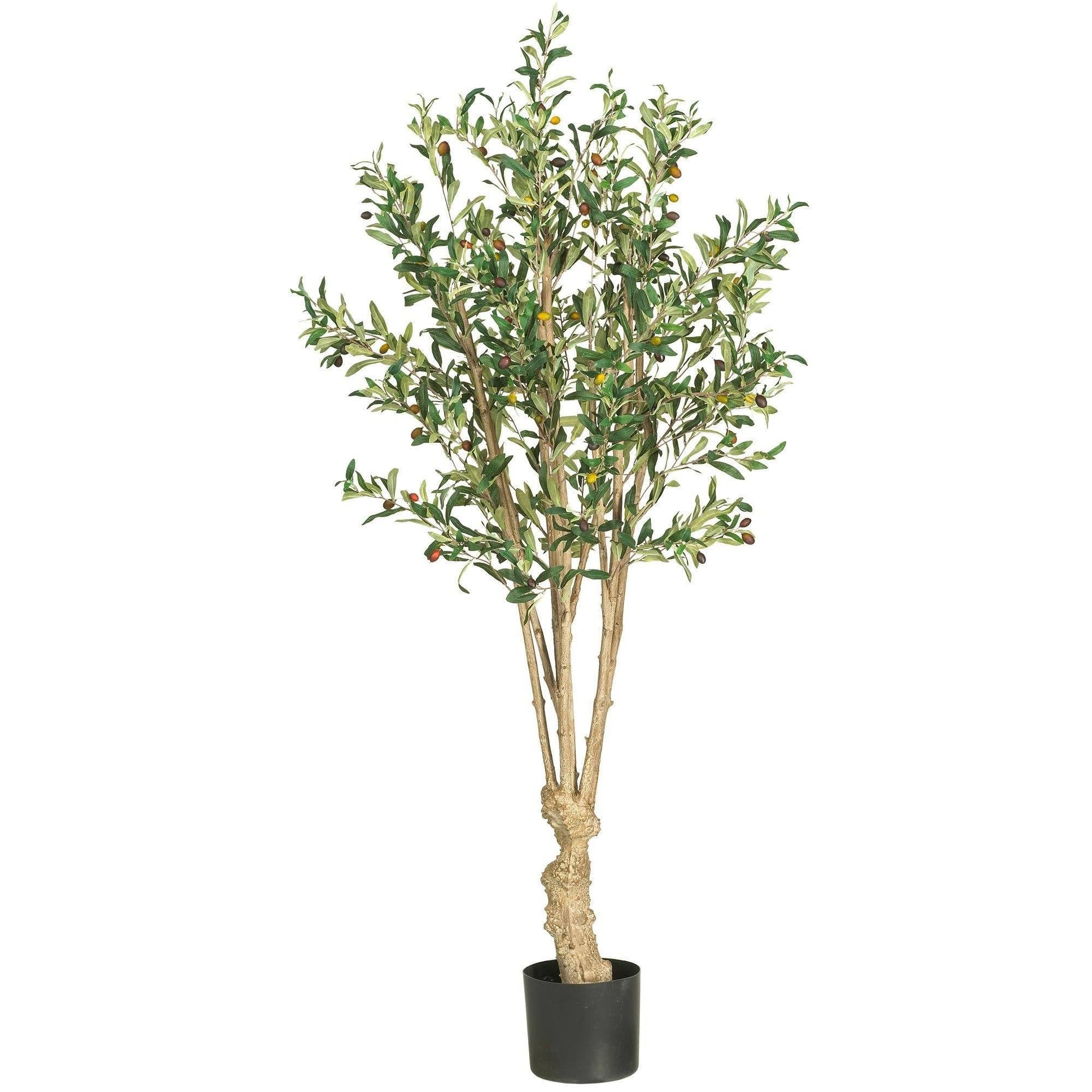 5' Olive Silk Tree - Tampa Home & Garden Store