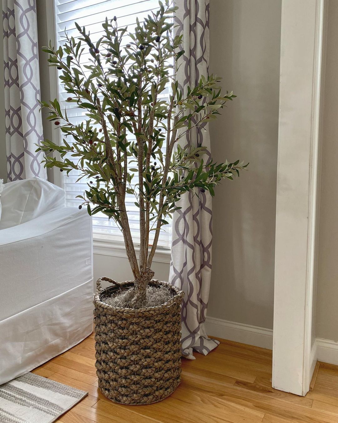 5' Olive Silk Tree - Tampa Home & Garden Store