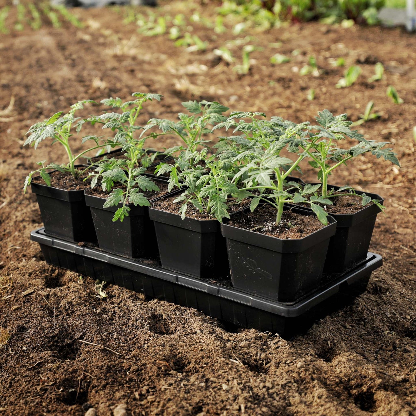 5" Reusable Seed Starting Pots with Insert - Tampa Home & Garden Store