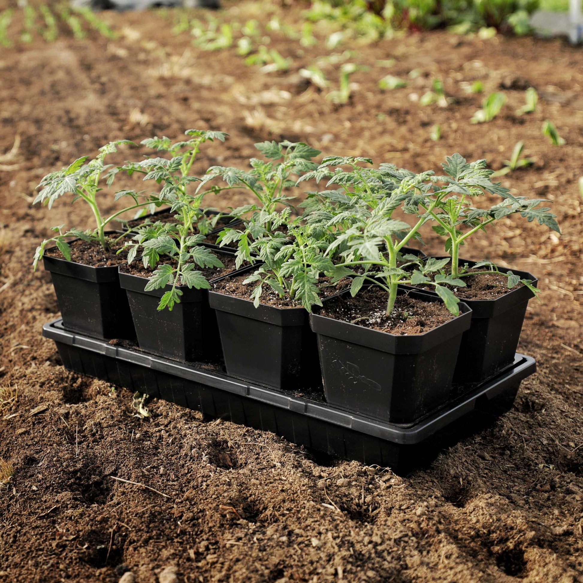 5" Reusable Seed Starting Pots with Insert - Tampa Home & Garden Store