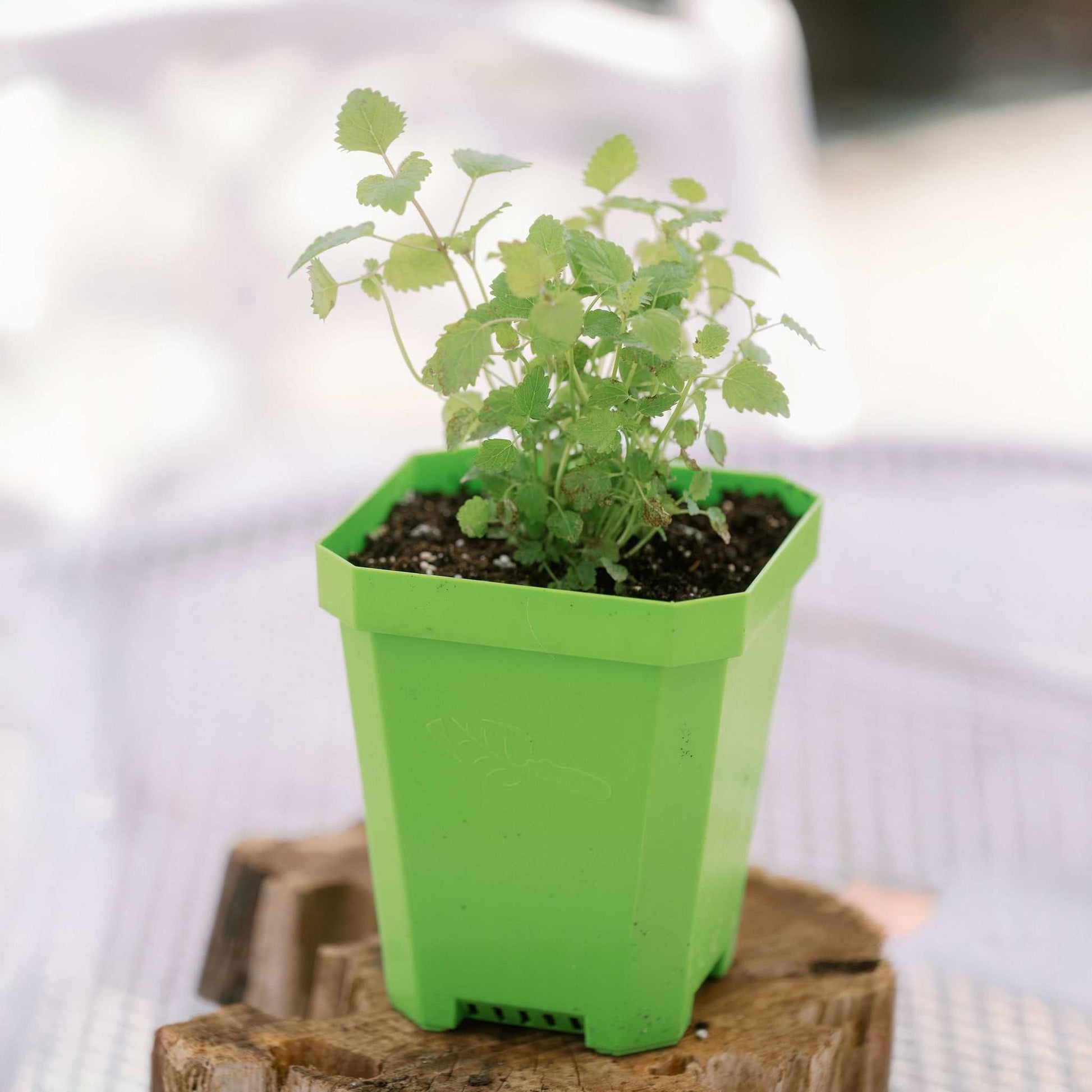 reusable pots for plants 5" Reusable Seed Starting Pots with Insert – Tampa Home & Garden Store