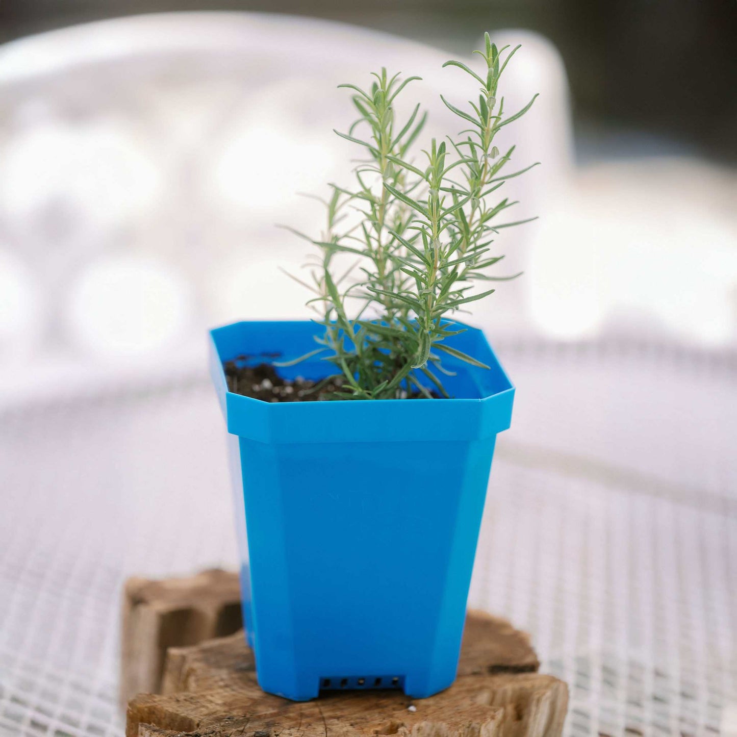 5" Reusable Seed Starting Pots with Insert - Tampa Home & Garden Store