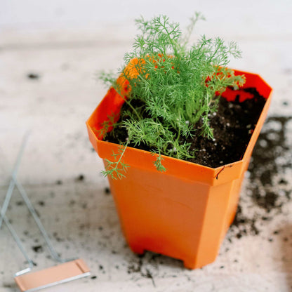 5" Reusable Seed Starting Pots with Insert - Tampa Home & Garden Store