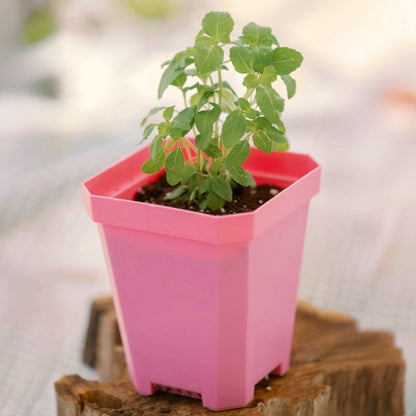 5" Reusable Seed Starting Pots with Insert - Tampa Home & Garden Store