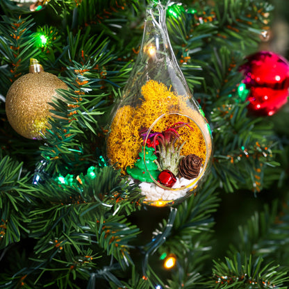 5" Teardrop Holiday Ornament Terrarium Kit | Glass - Tampa soil911.com