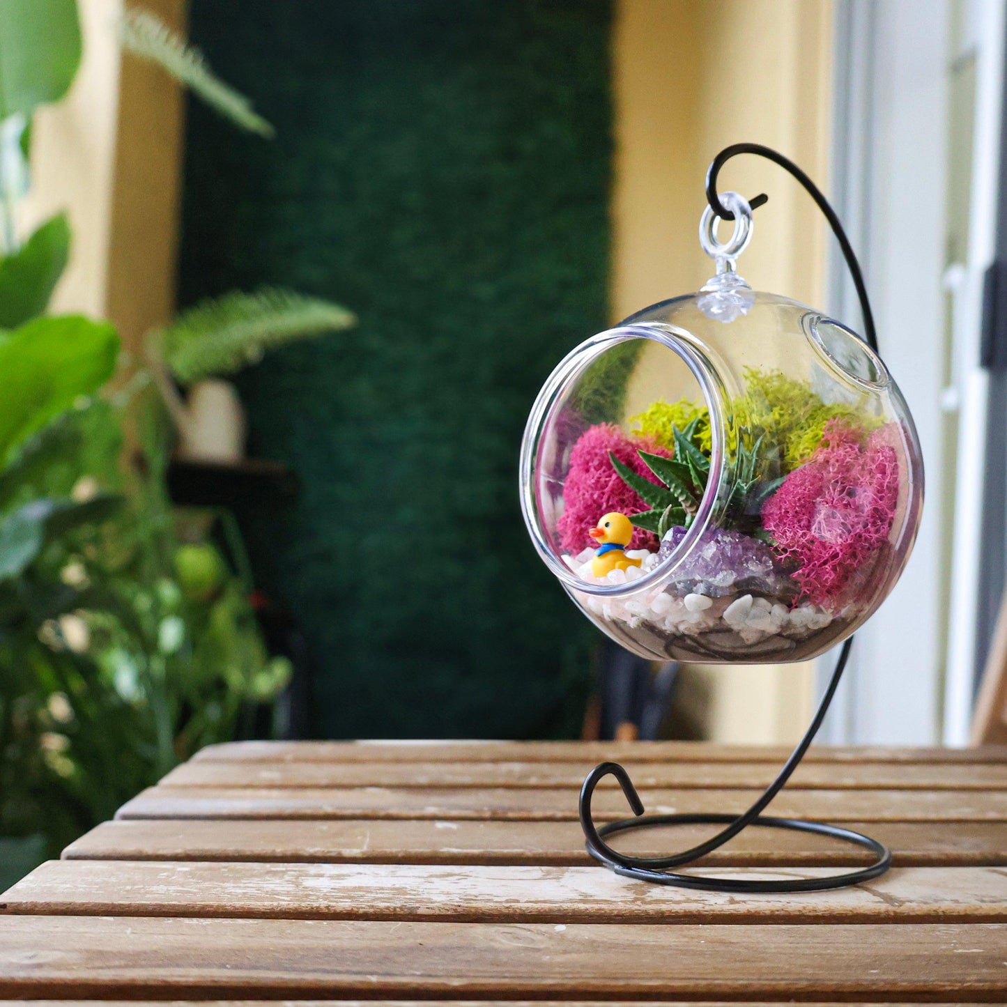 5" Kid Friendly Succulent Terrarium Kit | Acrylic Globe