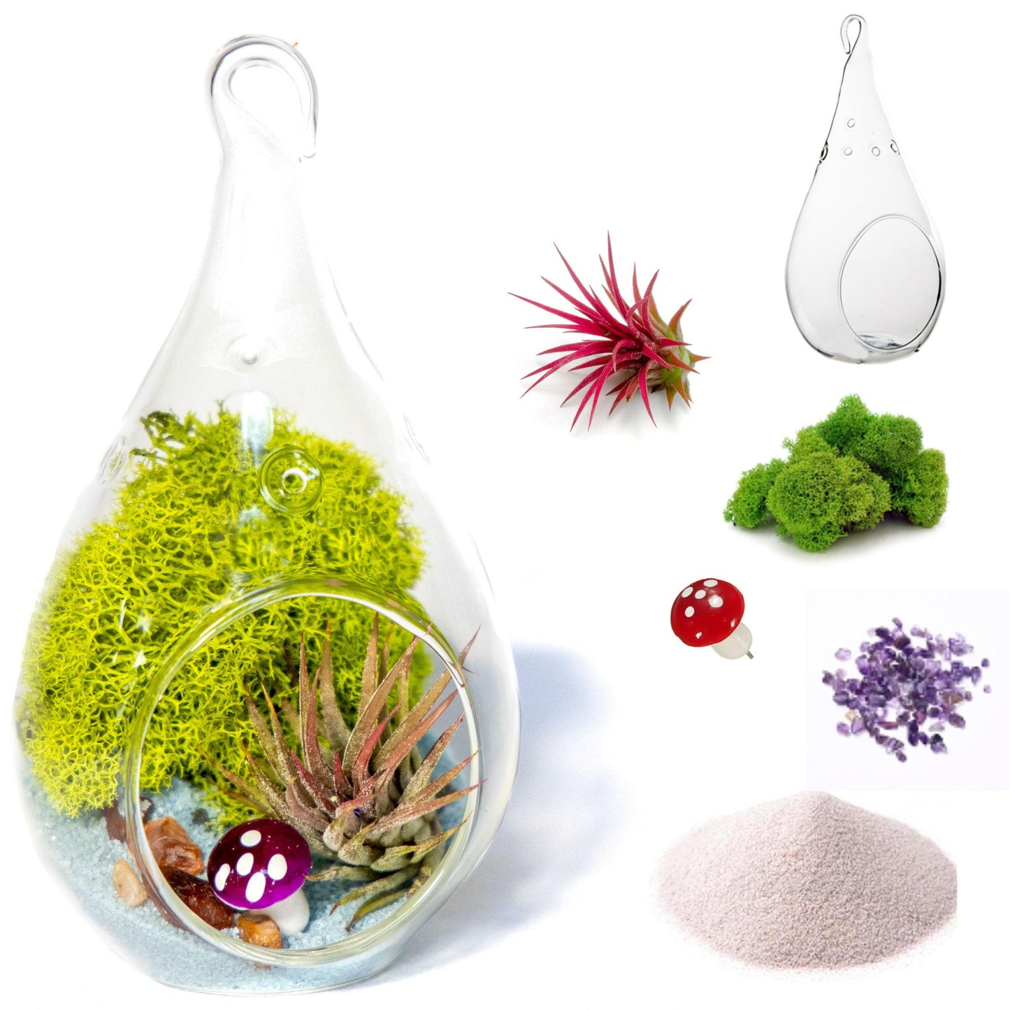 5" Glass Air Plant Terrarium Kit | Tear Drop