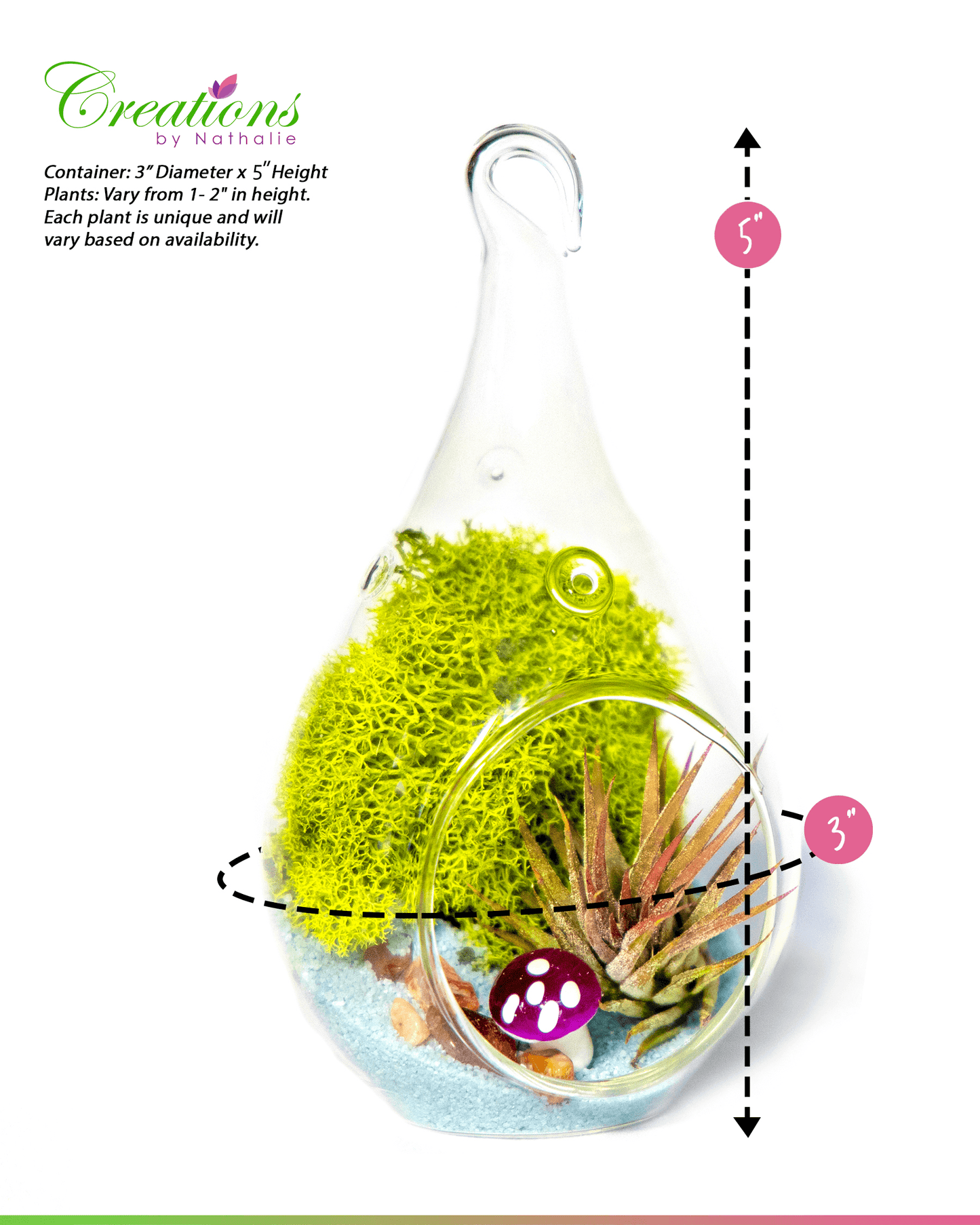 5" Glass Air Plant Terrarium Kit | Tear Drop