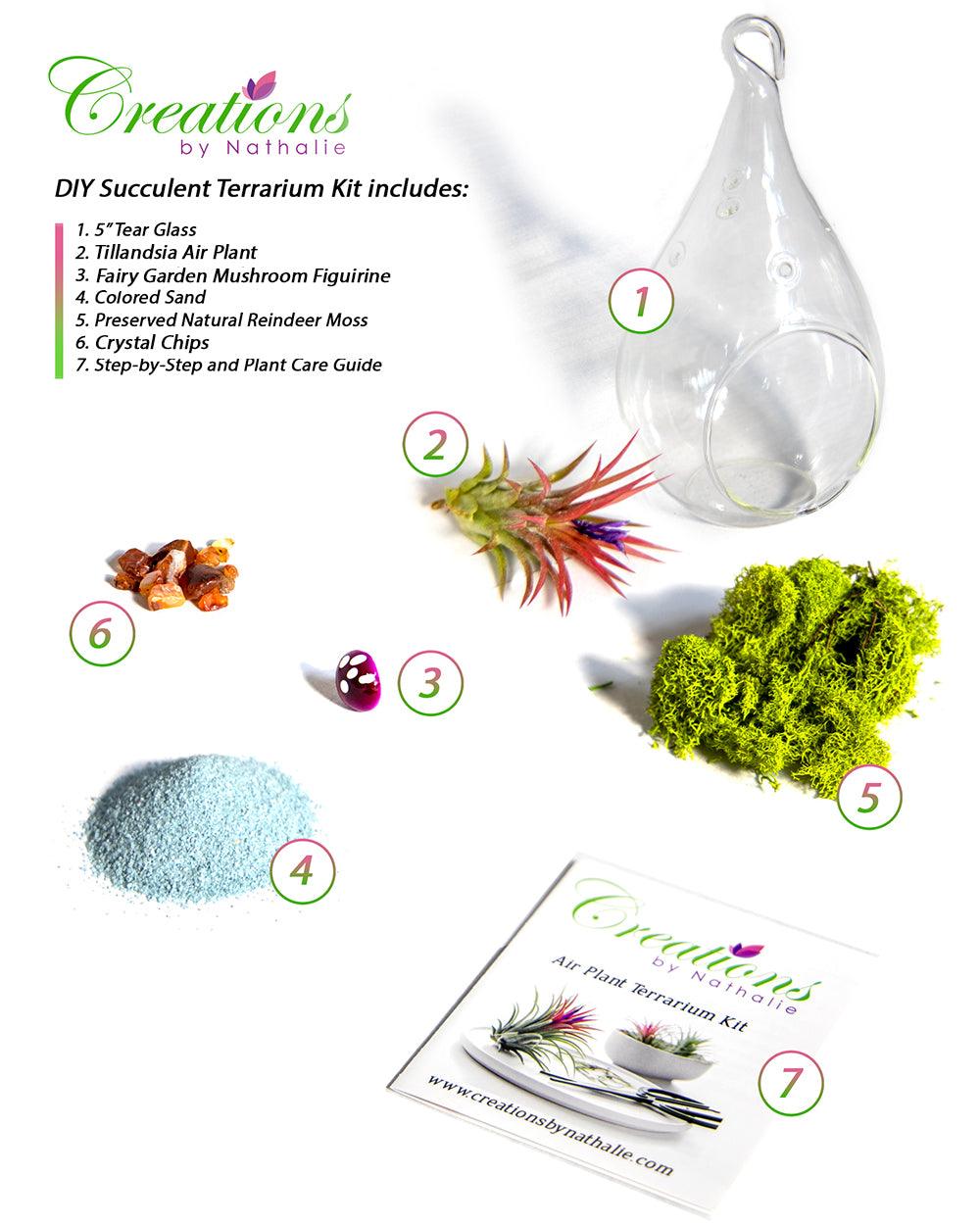 5" Glass Air Plant Terrarium Kit | Tear Drop