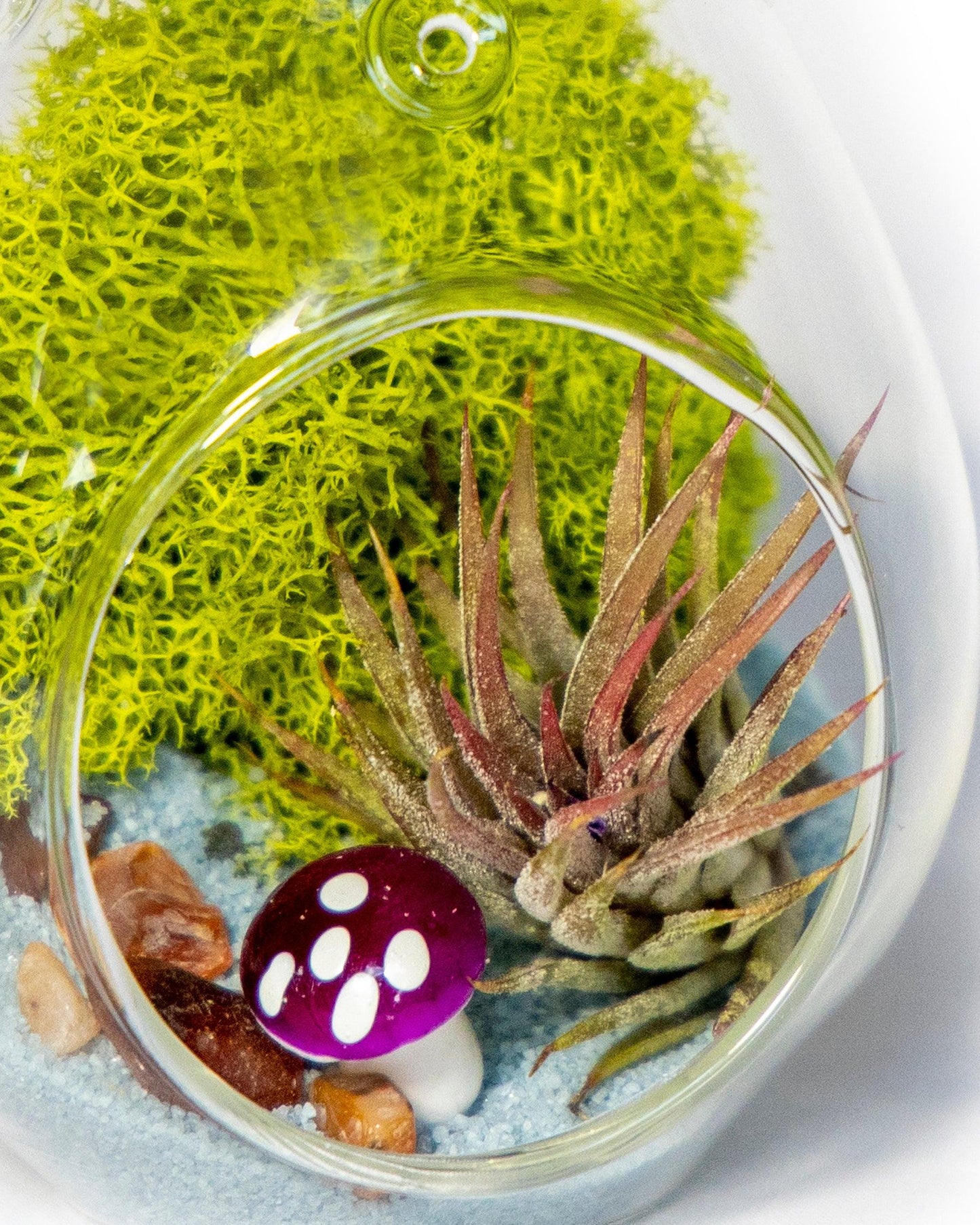 5" Glass Air Plant Terrarium Kit | Tear Drop