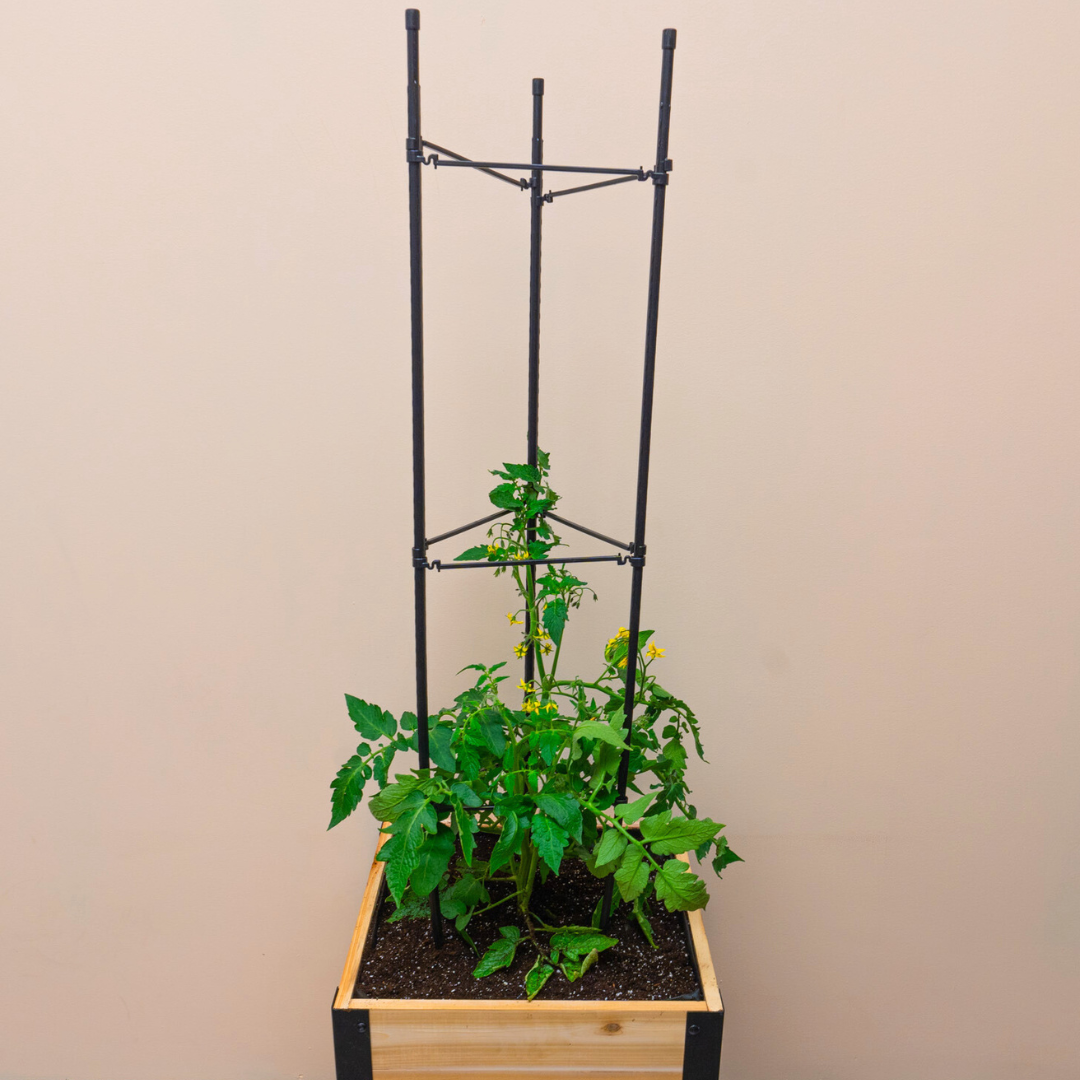 Vegetable Cage | Vegetable Plant Support