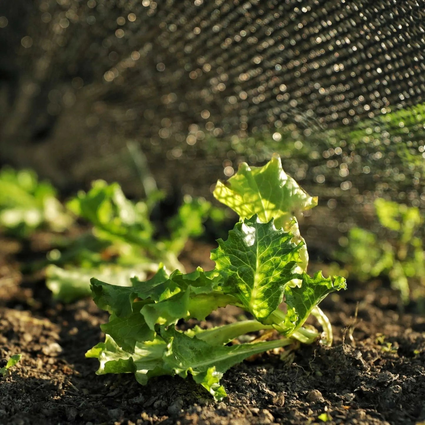 50% Black Greenhouse Shade Cloth | Black Shade Cloth - Tampa soil911.com
