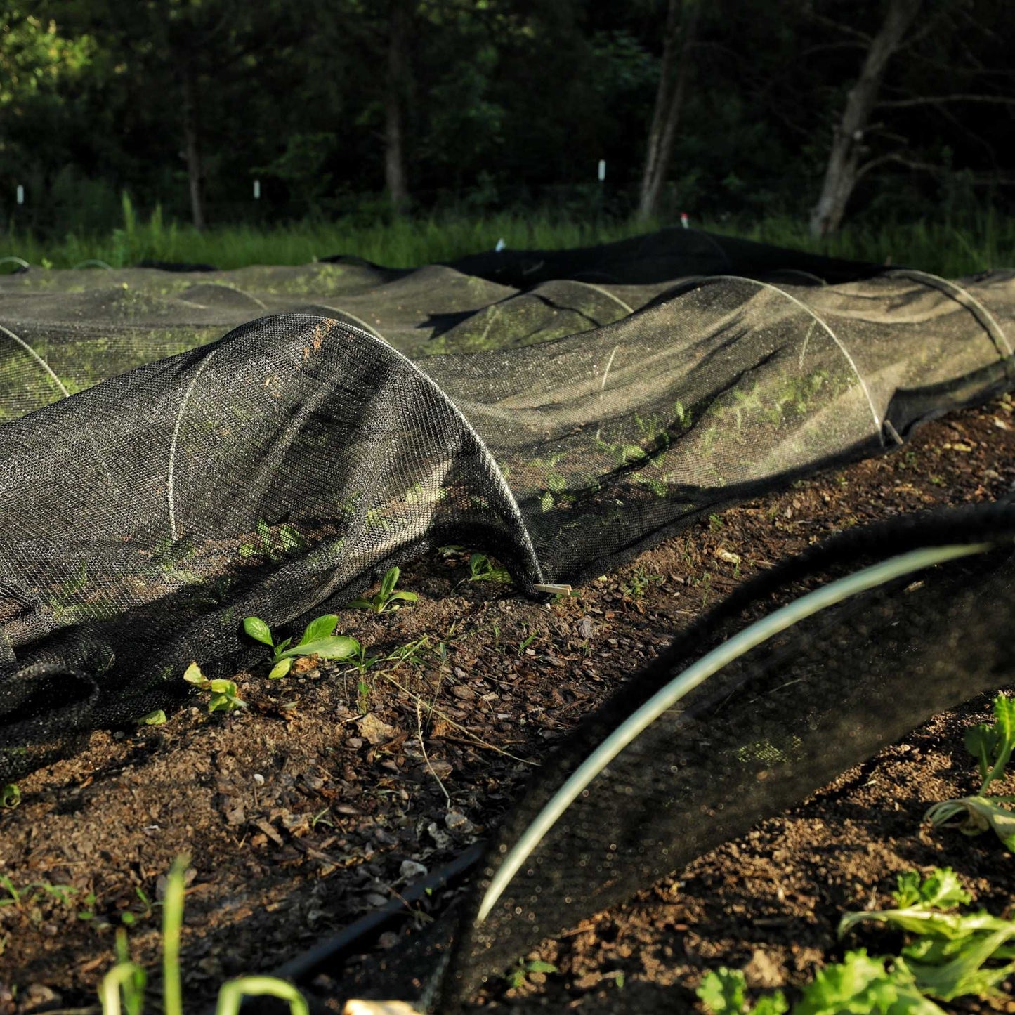 50% Black Greenhouse Shade Cloth | Black Shade Cloth - Tampa soil911.com