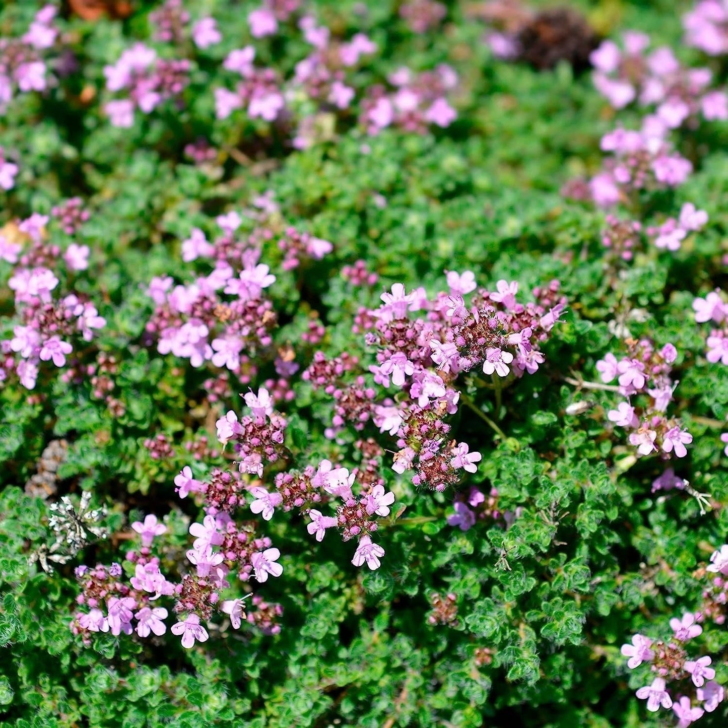 5000 Creeping Thyme Seeds - Easy-Care, Fragrant Ground Cover Thymus Serphyllum - Tampa Home & Garden Store