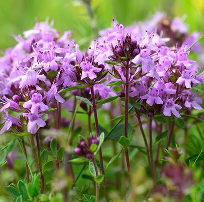 5000 Creeping Thyme Seeds - Easy-Care, Fragrant Ground Cover Thymus Serphyllum - Tampa Home & Garden Store