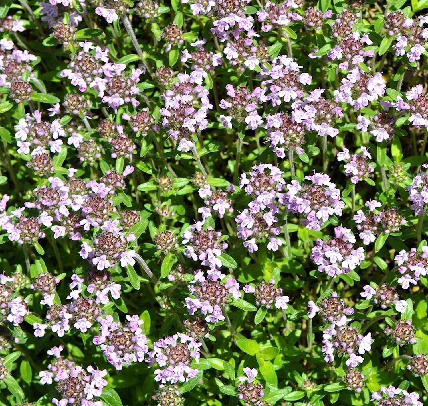 5000 Creeping Thyme Seeds - Easy-Care, Fragrant Ground Cover Thymus Serphyllum - Tampa Home & Garden Store