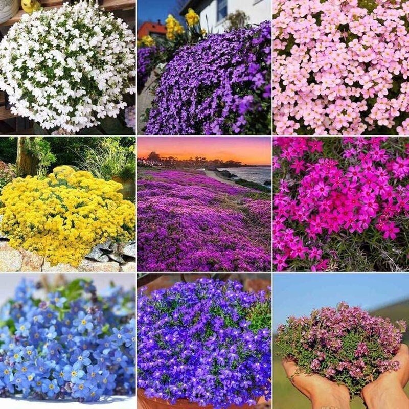5000 Multicolor Creeping Thyme Seeds - Vibrant, Easy-to-Grow Ground Cover Flower Mix - Tampa Home & Garden Store
