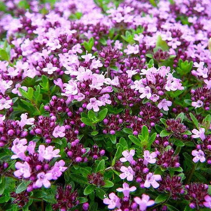 5000 Multicolor Creeping Thyme Seeds - Vibrant, Easy-to-Grow Ground Cover Flower Mix - Tampa Home & Garden Store