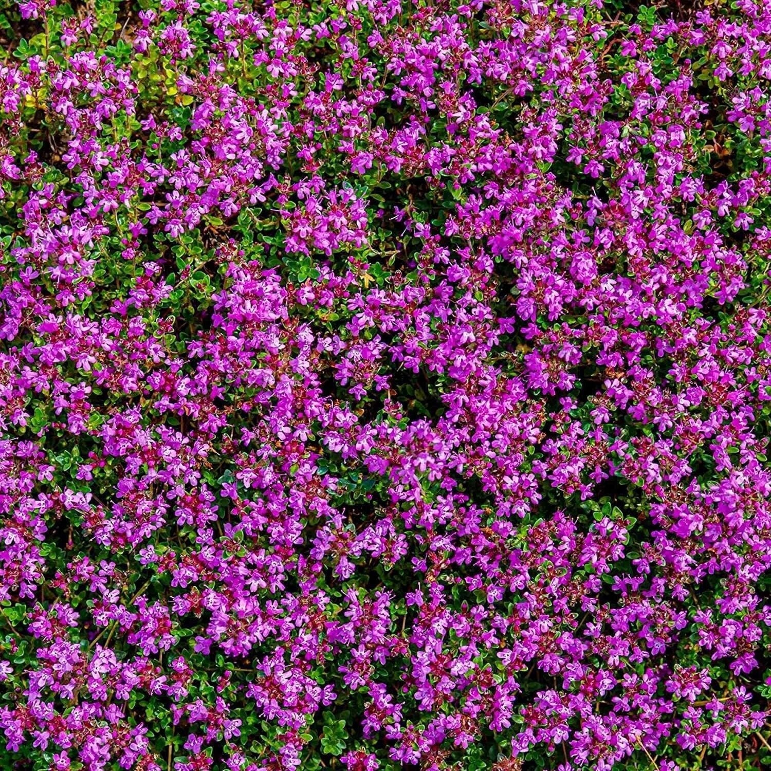 5000 Multicolor Creeping Thyme Seeds - Vibrant, Easy-to-Grow Ground Cover Flower Mix - Tampa Home & Garden Store