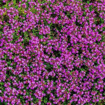 5000 Multicolor Creeping Thyme Seeds - Vibrant, Easy-to-Grow Ground Cover Flower Mix - Tampa Home & Garden Store