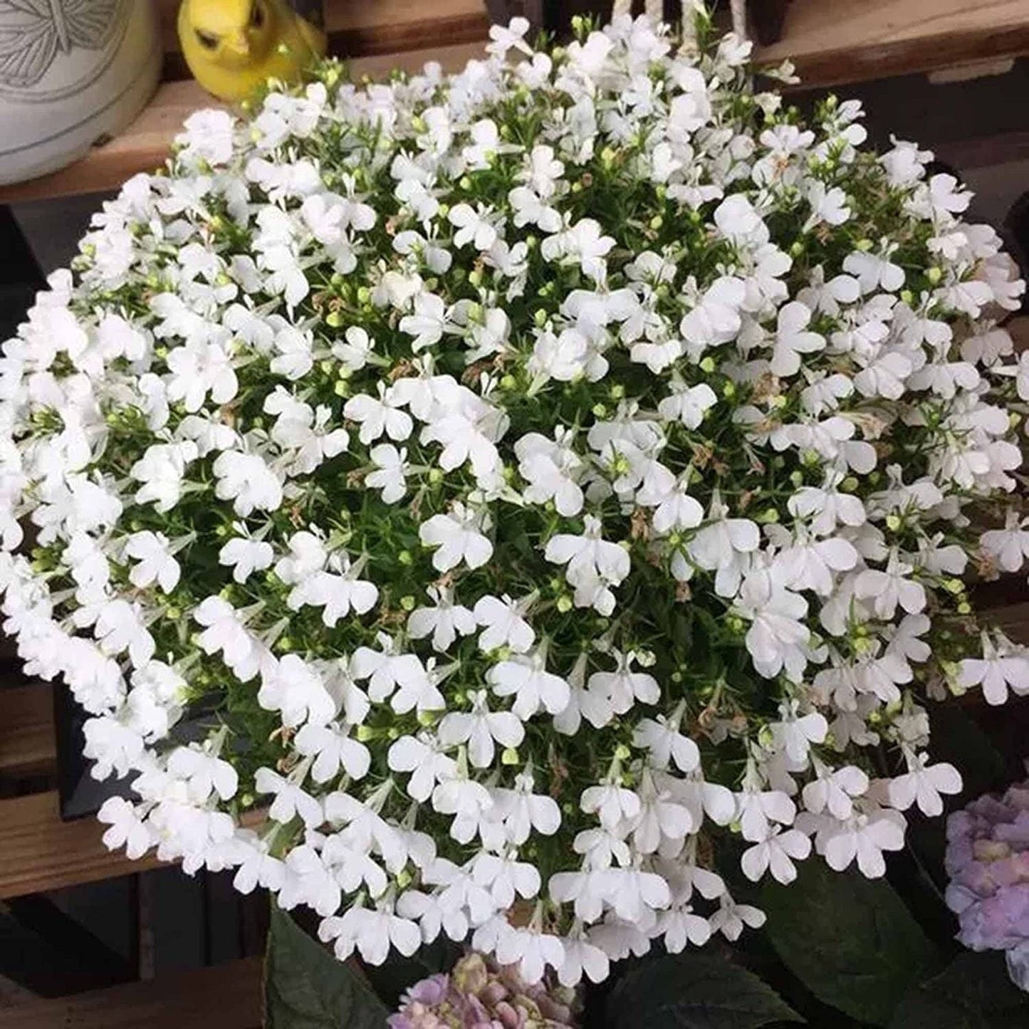 5000 Multicolor Creeping Thyme Seeds - Vibrant, Easy-to-Grow Ground Cover Flower Mix - Tampa Home & Garden Store