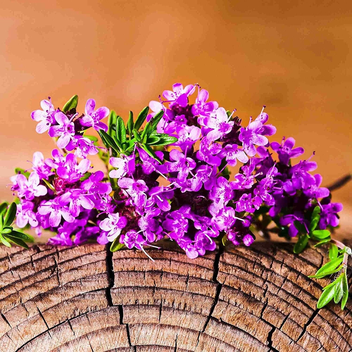 ground cover plant seeds 5000 Multicolor Creeping Thyme Seeds
