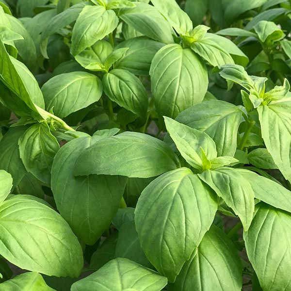 Prospera F1 Basil seeds with vibrant green leaves Seedtime Store on Tampa Home & Garden Store