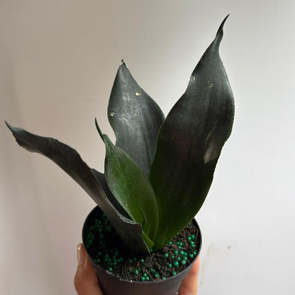 Sansevieria 'Black Dragon'