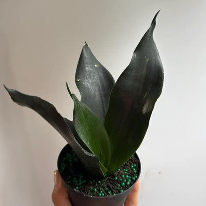 Sansevieria Black Dragon Indoor Plant Durable