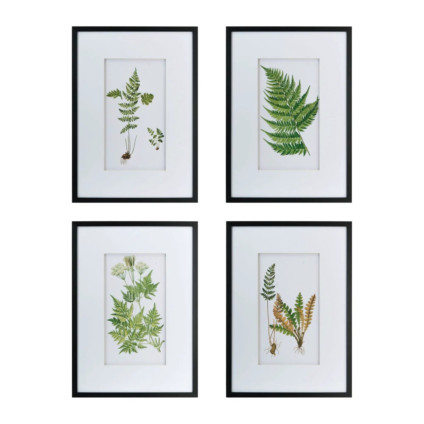 Botanical and Fern Wall Art Set of 4 White Black