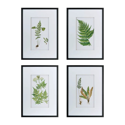 Botanical and Fern Wall Art Set of 4 White Black