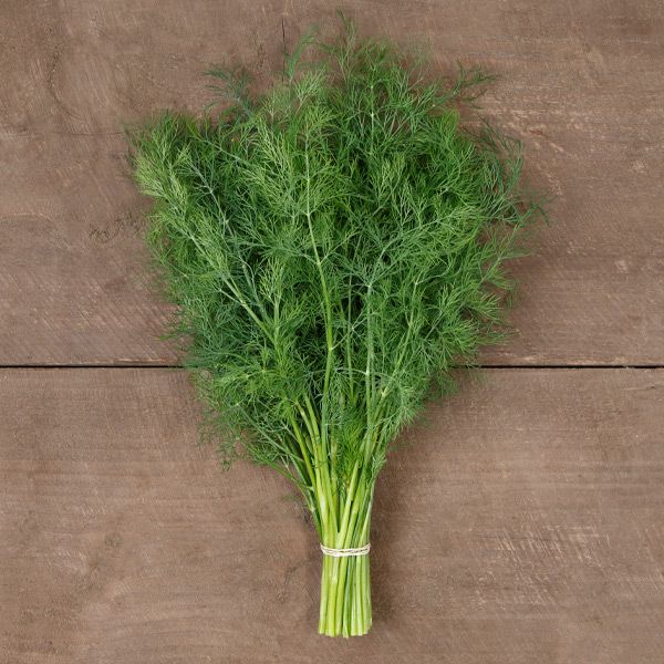 Ceres Dill herb bundle, fresh green dill fronds tied at stem on Tampa Home & Garden Store