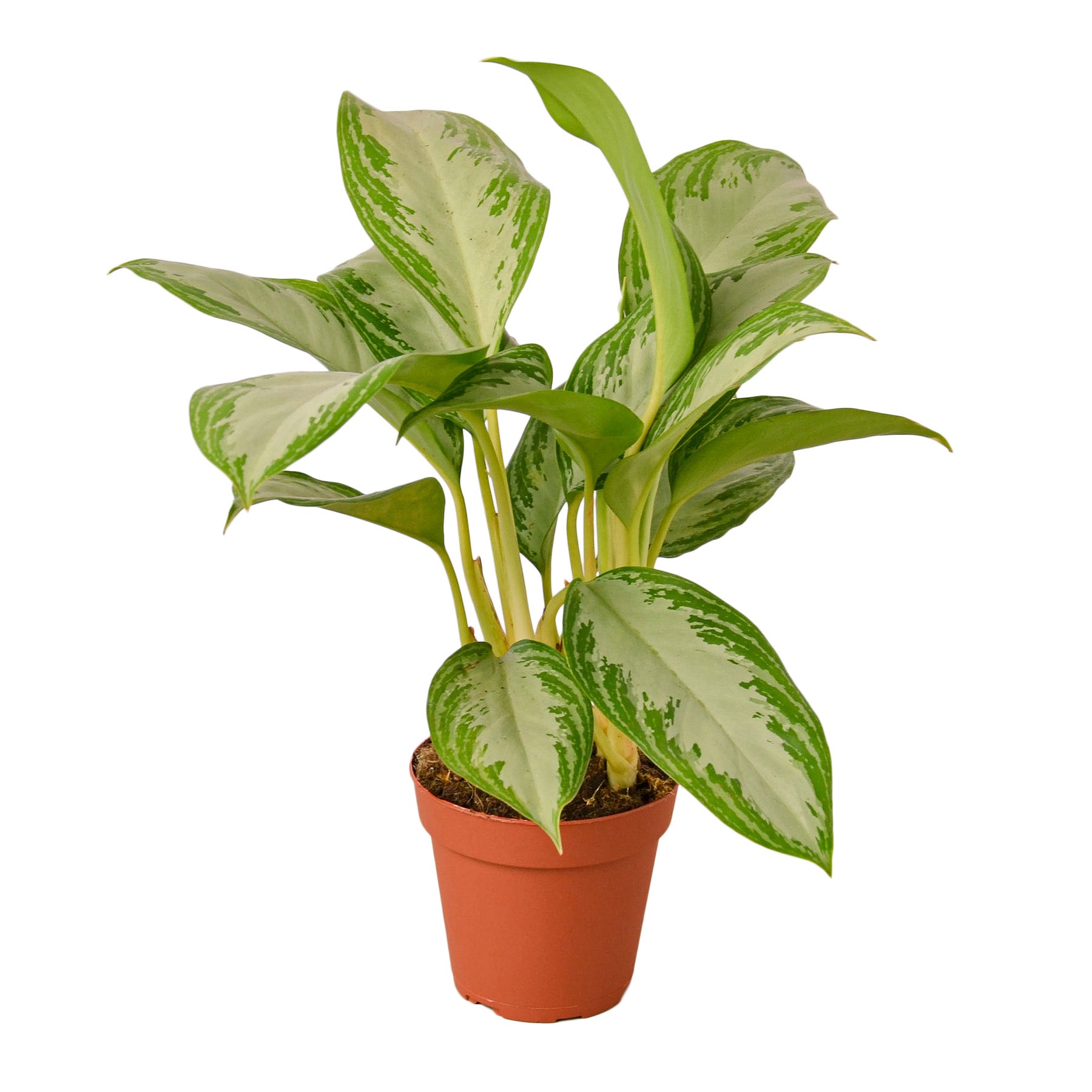 Indoor plant Chinese Evergreen Silver Bay variegated leaves in a terracotta pot on Tampa Home & Garden Store