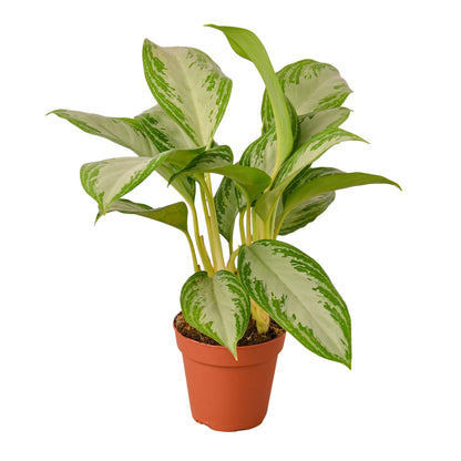 Indoor plant Chinese Evergreen Silver Bay variegated leaves in a terracotta pot on Tampa Home & Garden Store