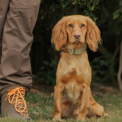 FIELD COLLAR Hoss Straps™ khaki hunting dog collar worn by a golden retriever on Tampa Home & Garden Store