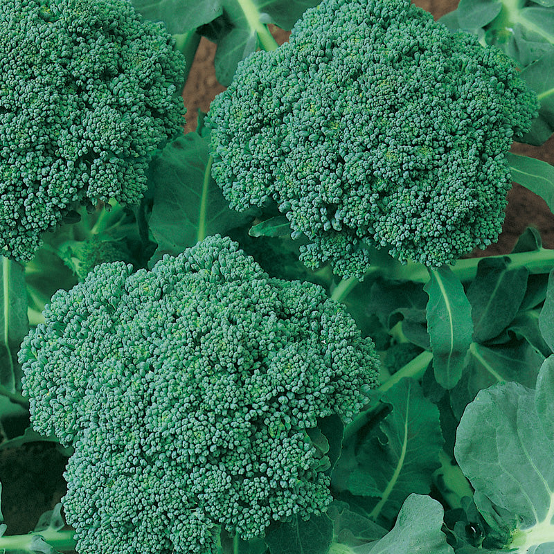 Graines de brocoli calabrese (biologiques)