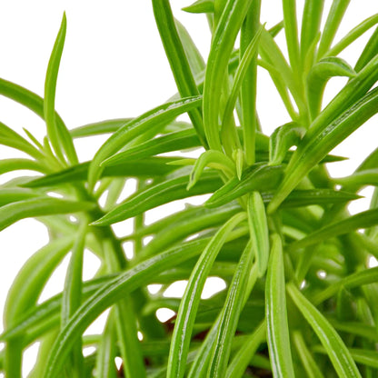 Peperomia Green Bean indoor plant with multiple slender bright green leaves on Tampa Home & Garden Store