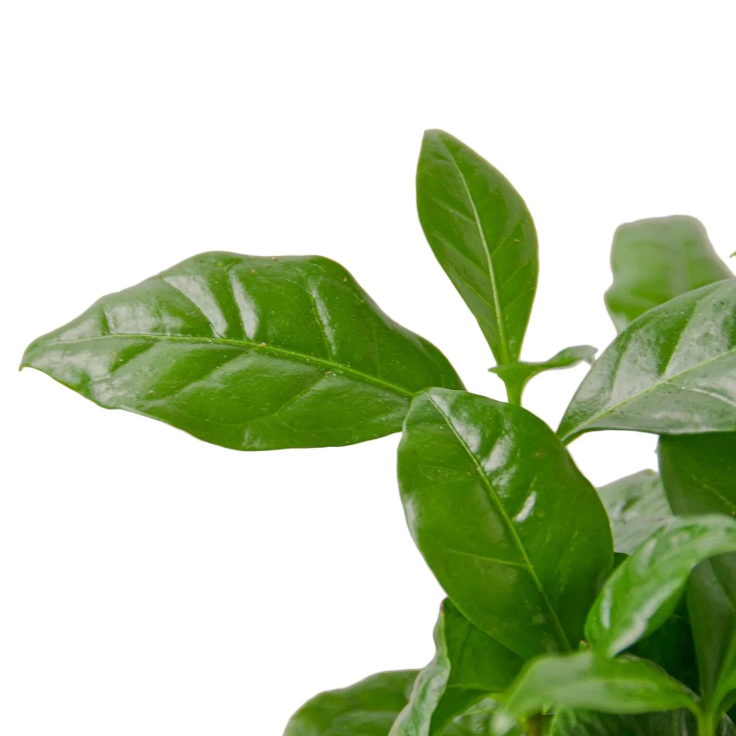 Arabica Coffee indoor plant leaves, glossy dark green, Rooted Treasures Farms on Tampa Home & Garden Store