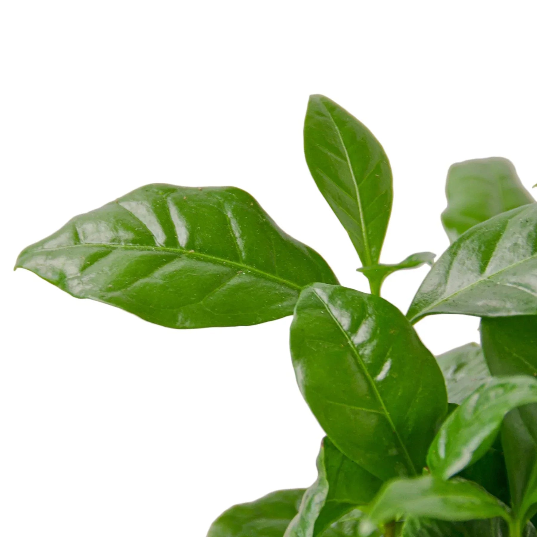 Arabica Coffee indoor plant leaves, glossy dark green, Rooted Treasures Farms on Tampa Home & Garden Store