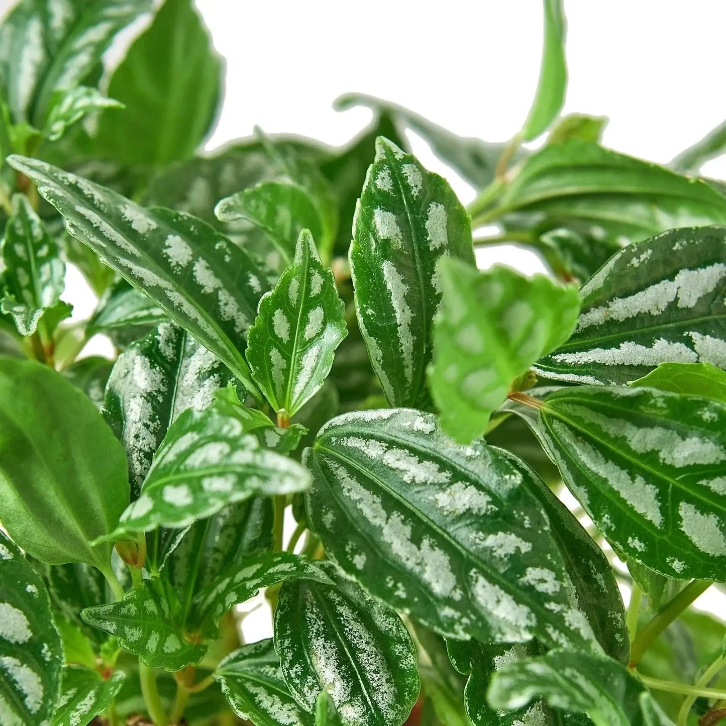 Pilea Aluminum Houseplant with Metallic Foliage