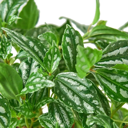 Pilea Aluminum Houseplant with Metallic Foliage