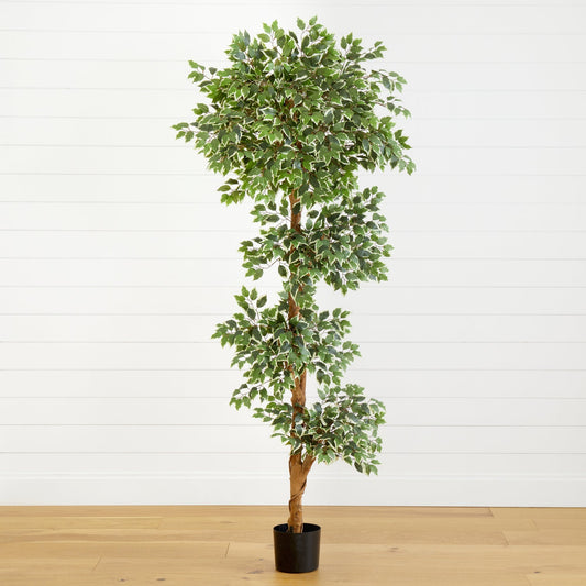6’ Variegated Ficus Tree - Tampa Home & Garden Store